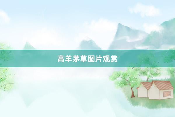 高羊茅草图片观赏